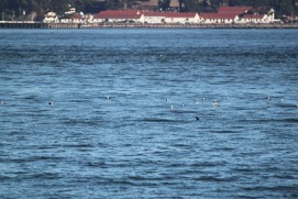 Missing Picture